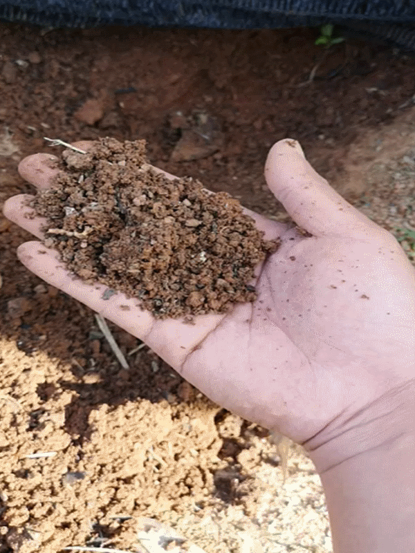 Activated-char and fertilizer blended into the soil, giving a deeper color