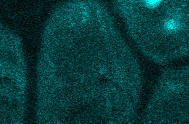 Image 4: Electron imaging showing blue dots indicating the location of potassium (K) within the pores.