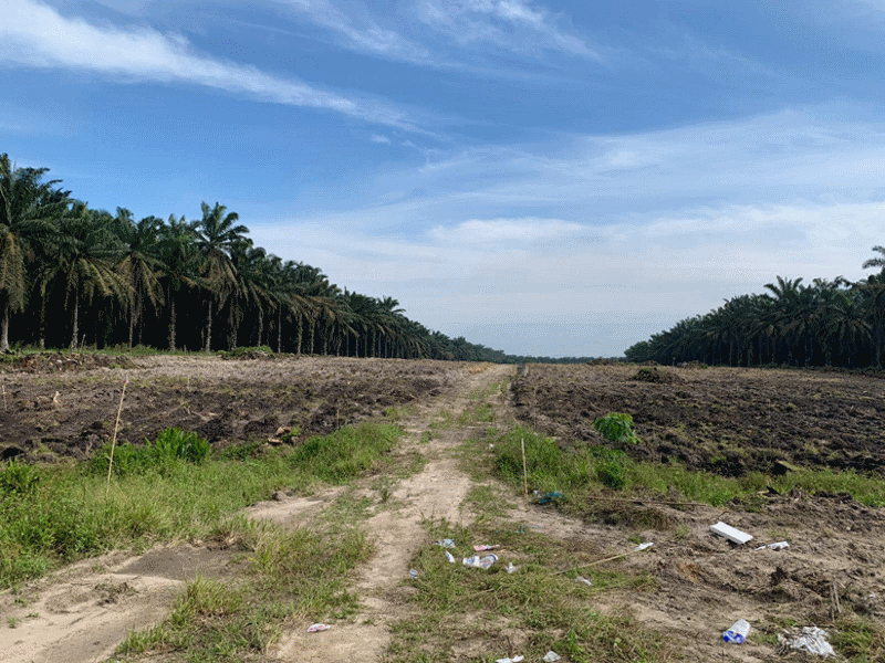 Durian Plantation surrounded by Oil Palm Plantation.