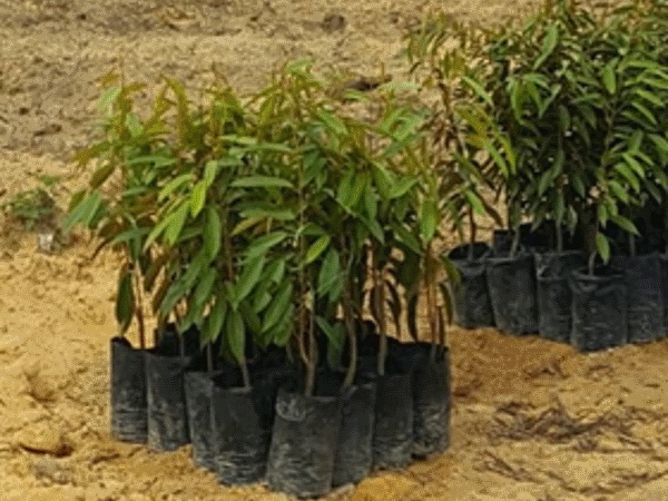 Activated-char delivered on 4th July 2019. Nursery seedlings delivered on 4th July 2019 (provided by plantation owner).